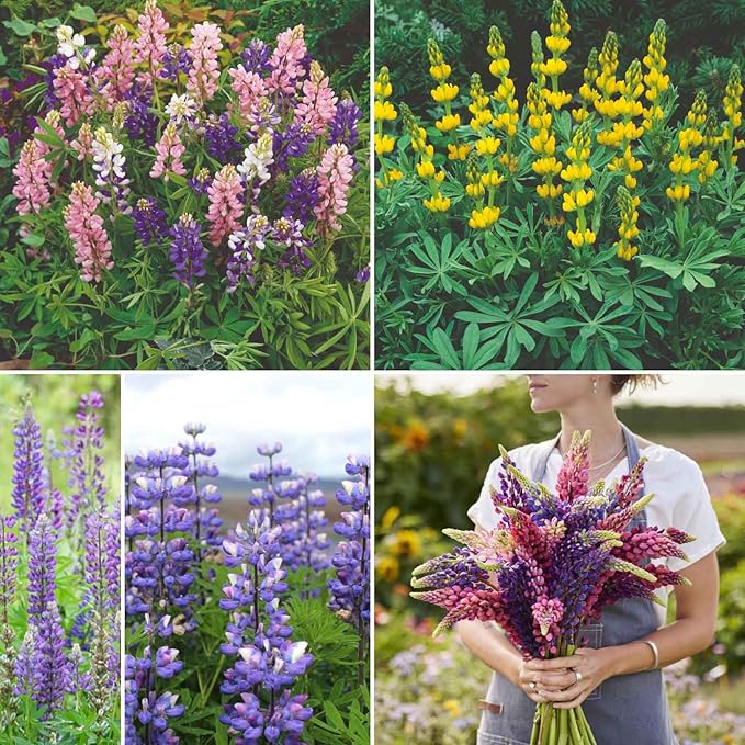 Eden Brothers Lupine Flower Mixed Seeds for Planting, 1 lb, 480,000+ Seeds with Russell, Arroyo, Yellow, Sky Lupine | Attracts Pollinators, Plant in Spring or Fall, Zones 3, 4, 5, 6, 7, 8, 9, 10