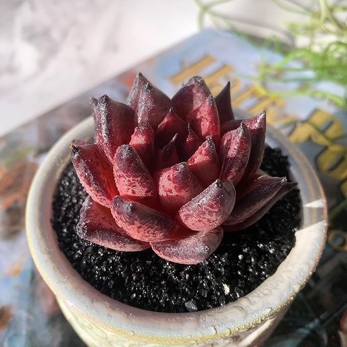 Echeveria Agavoides Romeo Rare Live Succulent Plants, 1 Head 2.5" Bare Root Without Pot & Soil, Garden Indoor Office Desk Baby Shower Decoration, Friend Plant Lovers Gifts