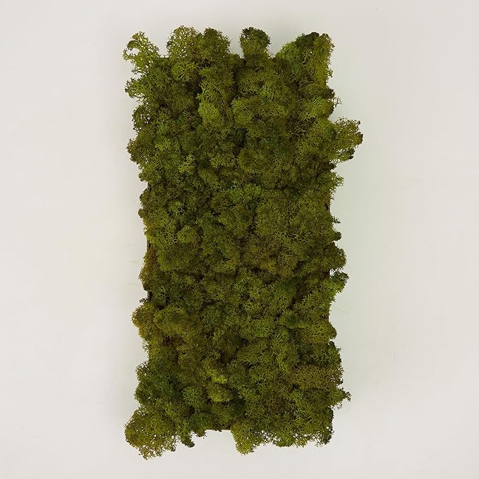 Preserved Reindeer Moss Natural Green DIY Kit Gardenning Art Wall Decor Florist Decor Easter Table Decor Wedding