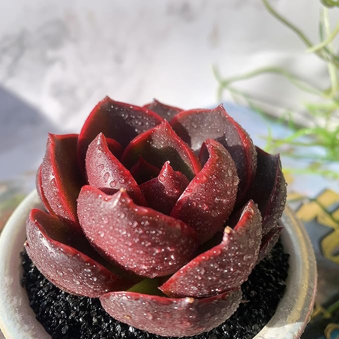 Echeveria Red Lantern Rare Live Succulent Plants, 1 Head 3.6" Red, Bare Root Without Pot & Soil, Garden Indoor Office Desk Baby Shower Decoration, Friend Plant Lovers Gifts