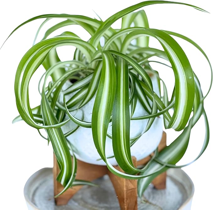 Dr. Lu’s Organic Bonnie Curly Spider Plant | Air Purifying House Plants | Rooted Spider Plant | Easy Grow Indoor Plants | Live Plants in 4'' Nursery Pot