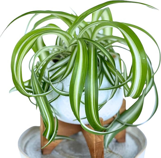 Dr. Lu’s Organic Bonnie Curly Spider Plant | Air Purifying House Plants | Rooted Spider Plant | Easy Grow Indoor Plants | Live Plants in 4'' Nursery Pot