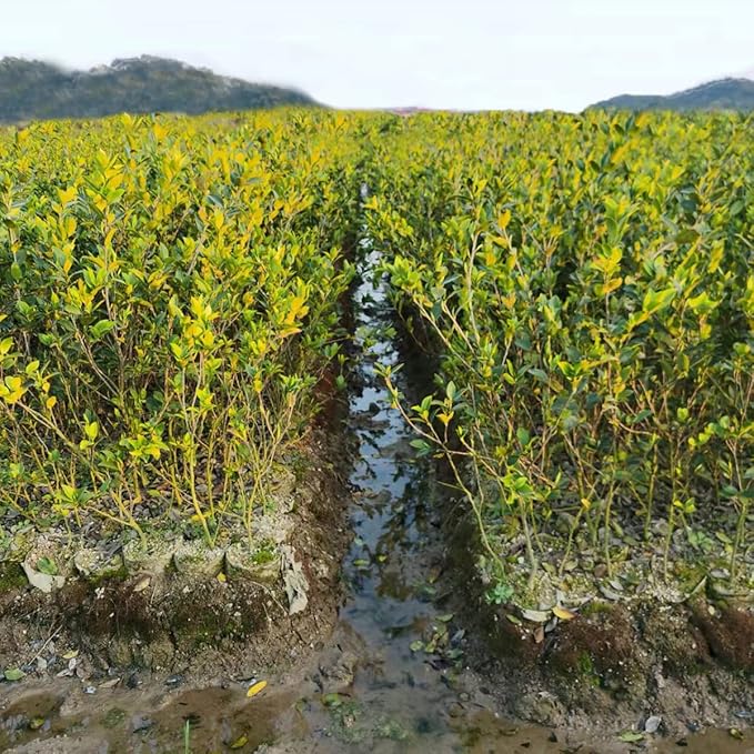 gardtree Plant Nursery Bags 15 * 14 inches 50PCS, Non-Woven Plant Grow Bags Fabric Seedling Starter Bags for Vegetable Flower Fruit Saplings Tree, Home Garden Supply