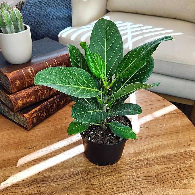 Live Ficus Tree 'Audrey' (Approx. 16" Tall) in 6" Grower Pot, Air Purifying Easy Live Indoor Houseplant, Unique Desk & Office Plant by Plants for Pets