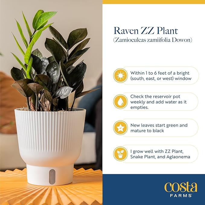 Costa Farms Raven ZZ Live Plant in Self Watering Pot, Easy to Maintain, Air Purifying Indoor Houseplant, Perfect for Home, Room, or Office Decor, Great House Warming or Birthday Gift, 12-18 Inches