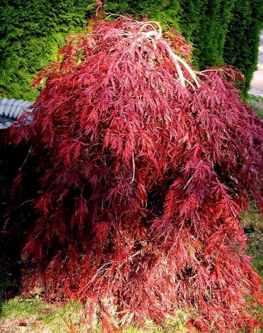 Red Dragon Weeping Lace Leaf Japanese Maple 2 - Year Live Plant