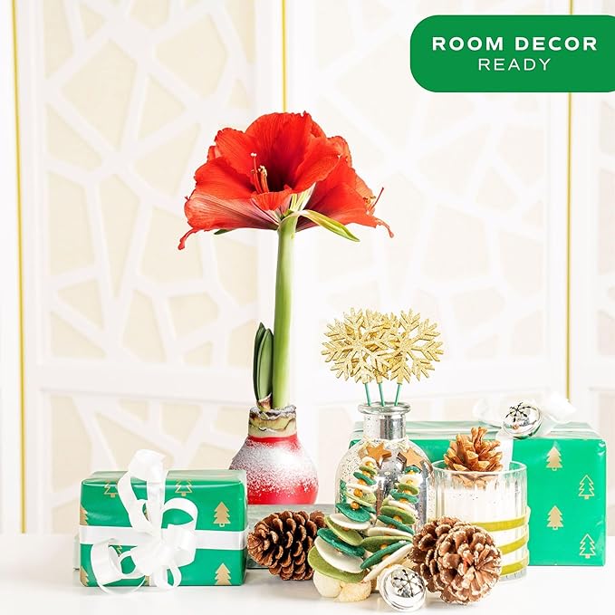 Costa Farms Amaryllis Live Plant in Bulb, Easy to Maintain Flowering Indoor Houseplant, Perfect for Christmas, Holiday Room Decor, Great House Warming or Birthday Gift