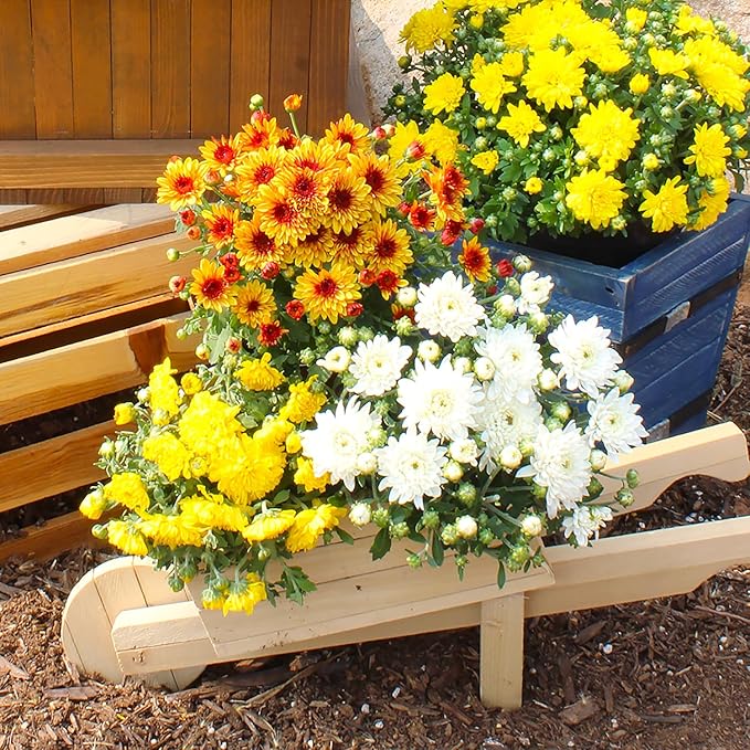 Altman Plants Yellow Chrysanthemum Plants Live Mums Plant (4PK) in 1 Quart Pots, Outside Garden Flowers for Fall, Outdoor Flowering Hardy Mum Outdoor Plant Pack, Easy Care