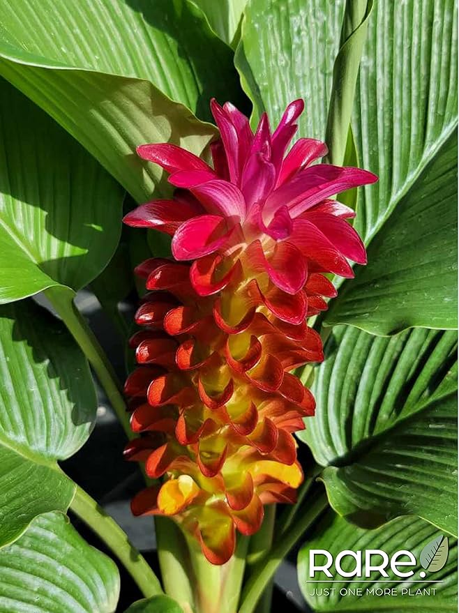 Ginger Curcuma Torch Plant, Live Outdoor Plant, Rare Plant Collection, 2-3 Feet Tall, in Nursery Plant Pot