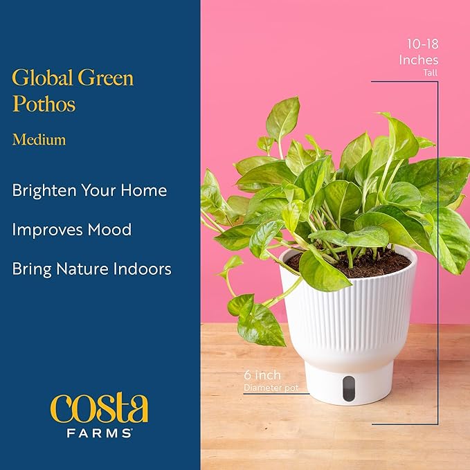 Costa Farms Global Green Pothos Live Plant in Self Watering Pot, Air Purifying Indoor Houseplant, Perfect for Home, Room, or Office Decor, Great House Warming or Birthday Gift, 10-12 Inches Tall