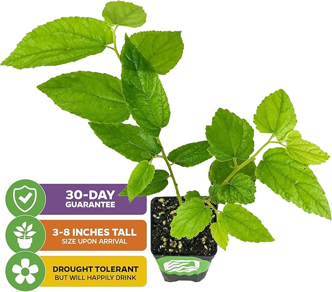 Red Jamaican Cherry (Strawberry Tree) - Muntingia calabura by Wellspring Gardens - Vibrant, Abundant Harvest, Quick-Fruiting, Drought-Tolerant, Ornamental Beauty, Sweet-Tasting Cherries, Lush Foliage