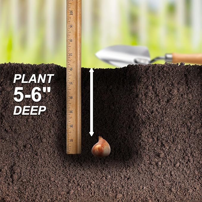 Garden State Bulb Darwin Hybrid Festival Mix Tulip Flower Bulbs, 12/+ cm, Fall Planting (Bag of 250)