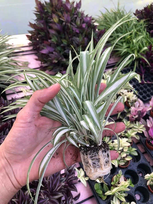 Spider Plant Live Houseplant - Reverse Variegated - 3 Live Starter Plants - Air-Purifying, Easy Care, Thrives in Home and Office Garden - Large Healthy and Pest Free