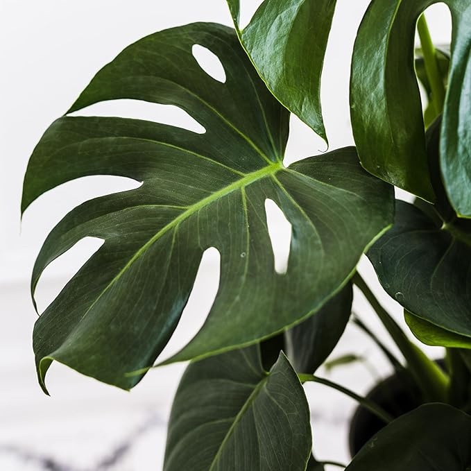 Green Circle Growers 8" Monstera Live Indoor Plants in 8” White Jazz, House Plant, Bright Indirect Light