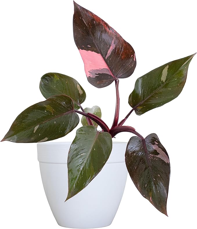 United Nursery Pink Princess Philodendron – Rare Variegated Plant in 6” White Décor Pot – 14–18 Inches Tall – Easy-Care Indoor Houseplant with Blush Pink and Green Leaves for Home or Office Decor