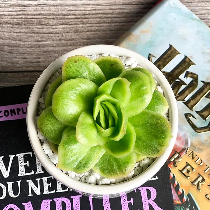 Echeveria Ice Rose Variegated Rare Live Succulent Plants, 1 Head 2.5" Green, Bare Root Without Pot & Soil, Garden Indoor Office Desk Baby Shower Decoration, Friend Plant Lovers Gifts