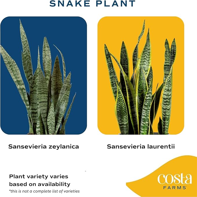Costa Farms Live Snake Plant | Easy to Grow Indoor or Outdoor Sansevieria Houseplant | 8-Inches Tall | Potted in Plant Pots | Succulent Plant Perfect for Office and Home Decor