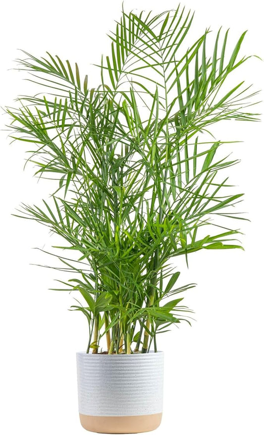 Costa Farms Bamboo Palm, Easy to Grow Houseplant, Live Indoor Plant Potted in Decor Plant Pot, Room or Office Decor, 3-4 Feet Tall