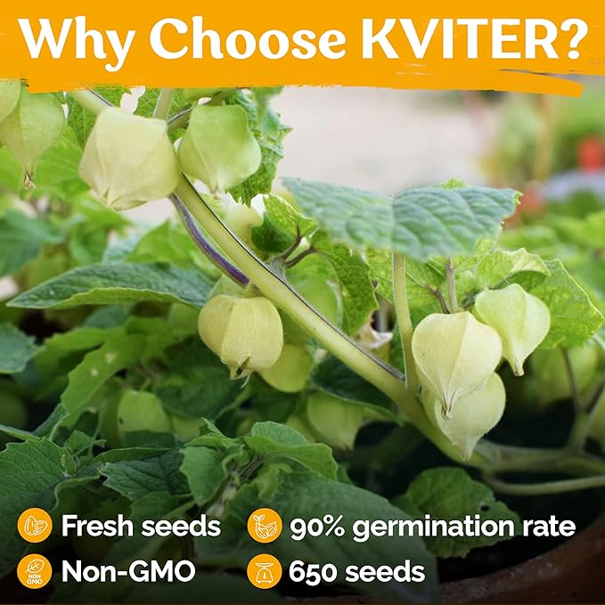 KVITER 650 Aunt Molly Ground Cherry Seeds for Planting (Physalis pruinosa) – Non GMO & Heirloom Pineapple Ground Husk Cherry Tomatoes, Organic Fruit Seeds – Tropical Flavor Berries