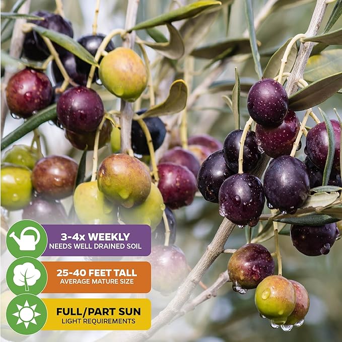Chemlali Olive Tree - Olea europaea 'Chemlali' by Wellspring Gardens - Self-Pollinating Live Plant, High Fruit Yield, Cross-Pollination,Home Gardening, Olive Cultivation, Delicious Fruit, Easy-Care