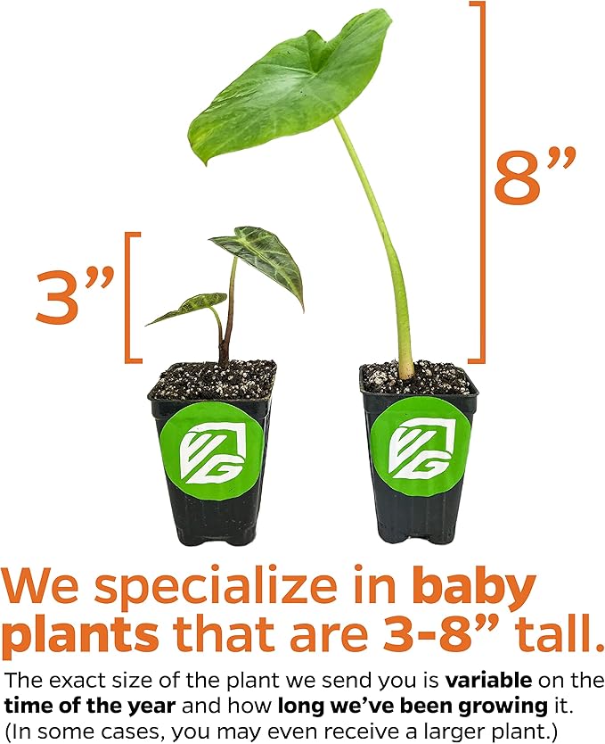 Black Beauty Elephant Ear Live Plant - Colocasia antiquorum by Wellspring Gardens Starter Plant - Colocasia with Dark Purple-Black Leaves Houseplants Planting for Outdoor and Indoor Growth