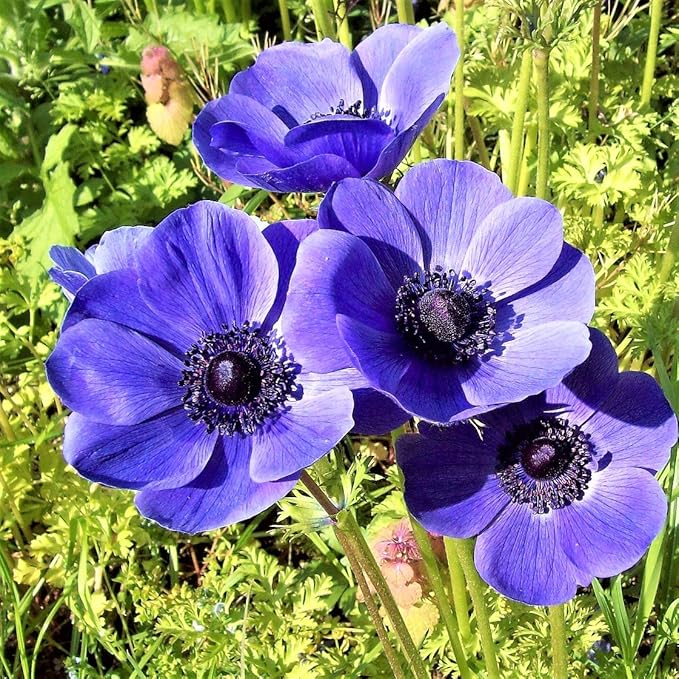 Easy to Grow Anemone 'Blue Poppy' Plant Bulbs (20 Pack) - Blue-Violet Flowering Blooms in Spring Gardens