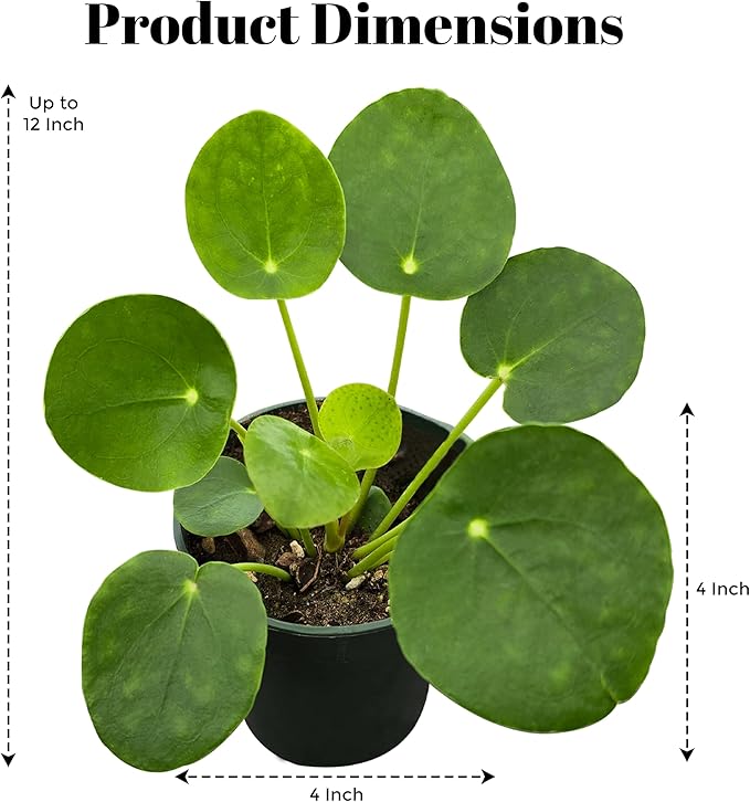 Pilea Peperomioides (Friendship Chinese Money Plant) [Winter Thermal Packaging Included] | Easy Care, Live Indoor House Plants, House Decor & Office Decor Live Plants in Nursery Pot, Pet-Friendly