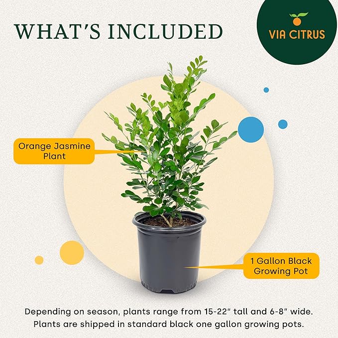 Orange Jasmine Plant Live, Delightful Live Plants Outdoor, Highly Fragrant Real Plants Outdoor, Jasmine Flower Plant, Aromatic Indoor Tree No Shipping to CA, AZ,TX,LA by Via Citrus