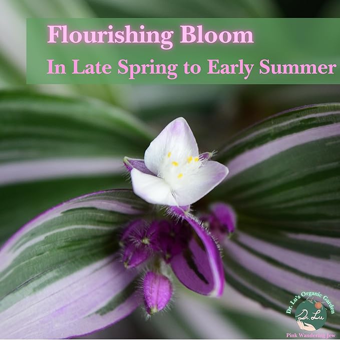 Dr. Lu’s Organic Pink Wandering Jew Live Plant | Rare Tradescantia Nanouk | Rooted House Plants | Easy Grow Indoor Plants | 4'' Nursery Pot