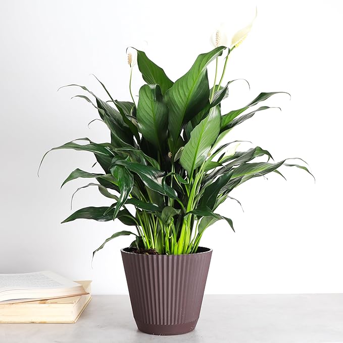 Thorsen's Greenhouse Live Peace Lily Plant, Spathyphylum, Low Light, Easy to Grow, Natural Air Purifier Live Indoor Plant, 4-6" Diameter Pot (Chocolate, 6-inch Pot)