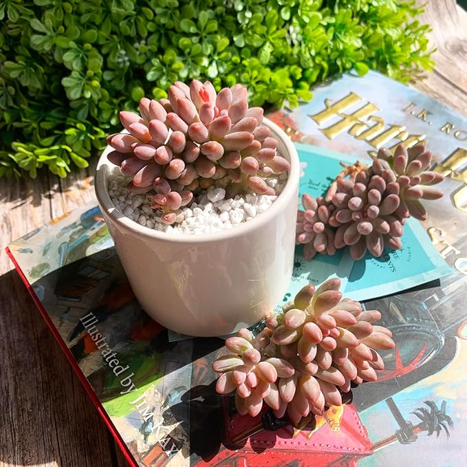 Pachyphytum Baby Finger Rare Live Succulent Plants, Cluster 2.7" Pink, Bare Root Without Pot & Soil, Garden Indoor Office Desk Baby Shower Decoration, Friend Plant Lovers Gifts