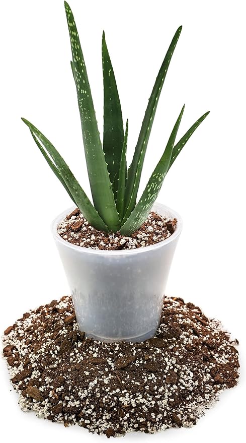 Premium Aloe Vera Potting Soil Mix - (2 Quart Bag)