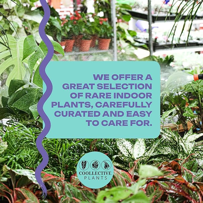 Alocasia Ninja | Live Plant in a 2 or 4 Inch Growers Pot, Live Indoor, Easy to Grow, Easy to Care, and Low Maintenance Houseplant (2-inch Pot)