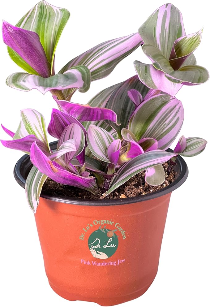 Dr. Lu’s Organic Pink Wandering Jew Live Plant | Rare Tradescantia Nanouk | Rooted House Plants | Easy Grow Indoor Plants | 4'' Nursery Pot