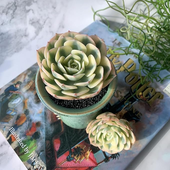 Echeveria Secunda VAR. Glauca Variegated Rare Live Succulent Plants, 2.5" Bare Root Without Pot & Soil, Garden Indoor Office Desk Baby Shower Decoration, Friend Plant Lovers Gifts