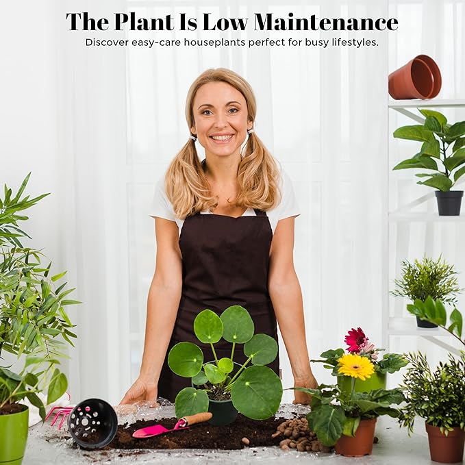 Pilea Peperomioides (Friendship Chinese Money Plant) [Winter Thermal Packaging Included] | Easy Care, Live Indoor House Plants, House Decor & Office Decor Live Plants in Nursery Pot, Pet-Friendly