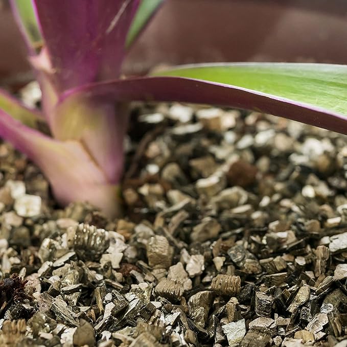 Premium Zamioculcas Plant Potting Mix - Crafted for Resilient Growth and Striking Elegance - 1 Quart