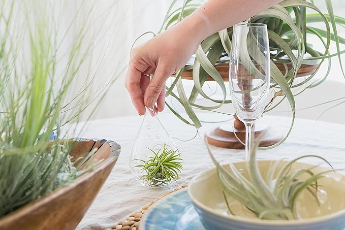 Glass Teardrop Beach Plant Terrarium - Air Plant, Sand, Starfish and Shell in Propagation Jar - Home and Garden Decor Plants Pot - Easy Care Indoor and Outdoor Plants Vase (1 Teardrop - Black Sand)
