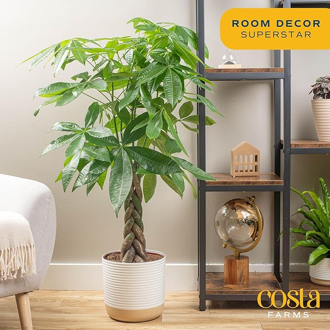 Costa Farms Money Tree Live Plants in Decorative Pot, Large Air Purifying Indoor Houseplant, Perfect for Home, Room, or Office Decor, Great House Warming or Birthday Gift, 3-4 Feet Tall, Pack of 2