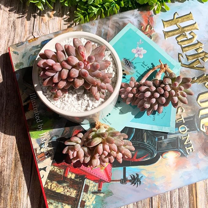 Pachyphytum Baby Finger Rare Live Succulent Plants, Cluster 2.7" Pink, Bare Root Without Pot & Soil, Garden Indoor Office Desk Baby Shower Decoration, Friend Plant Lovers Gifts