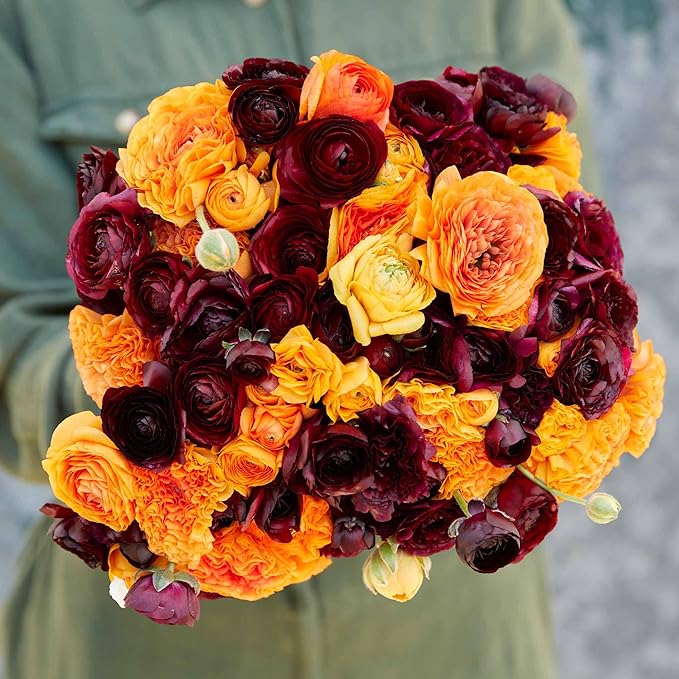 Eden Brothers Ranunculus Bulbs - Fire & Wine Mix