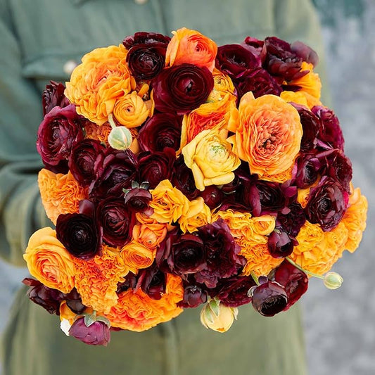 Eden Brothers Ranunculus Bulbs - Fire & Wine Mix