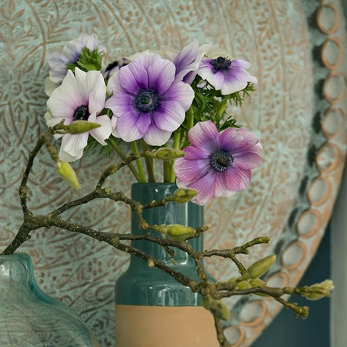 Easy to Grow Anemone 'Monarch de Caen Mix' Plant Bulbs (60 Pack) - Mix Colorful Flowers in Spring Gardens