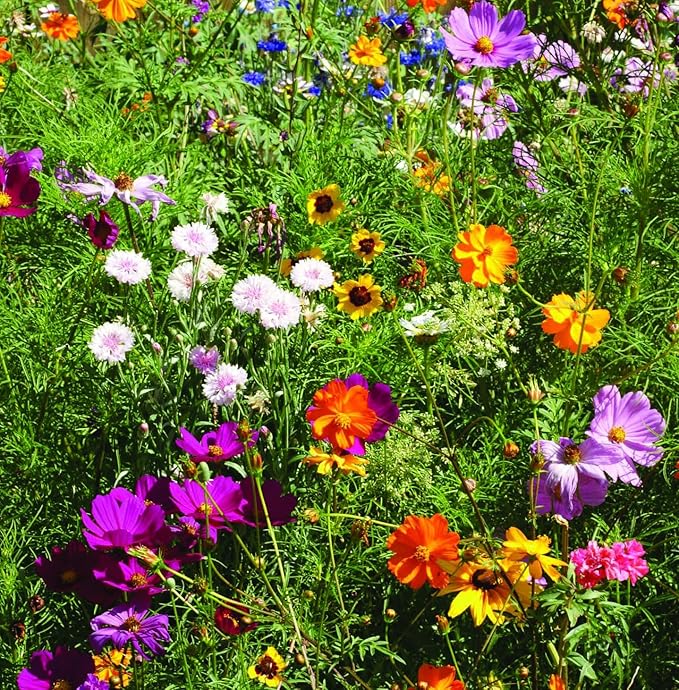 Bentley Pollinator Mix - Pre-Filled, Non-GMO, Non-Coated Butterfly Packets - 25 Annual Wildflower Seeds - Perfect Eco-Friendly Gift
