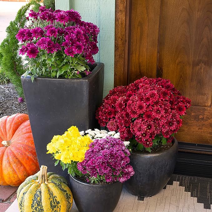 1G Purple Mum Plant, Chrysanthemum Flowers Gardening Fall Decor, Mums Plants Live, Fall Decorations Outdoor, Housewarming Gift Ideas, Real Live Plants Indoor Plants Live Houseplants By Plants for Pets