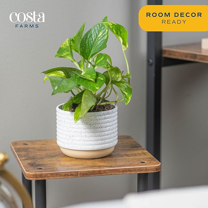 Costa Farms Golden Pothos Live Plant in Decorative Pot, Easy to Maintain, Air Purifying Indoor Houseplant, Home, Room, or Office Decor, Great House Warming or Birthday Gift, 12-14 Inches
