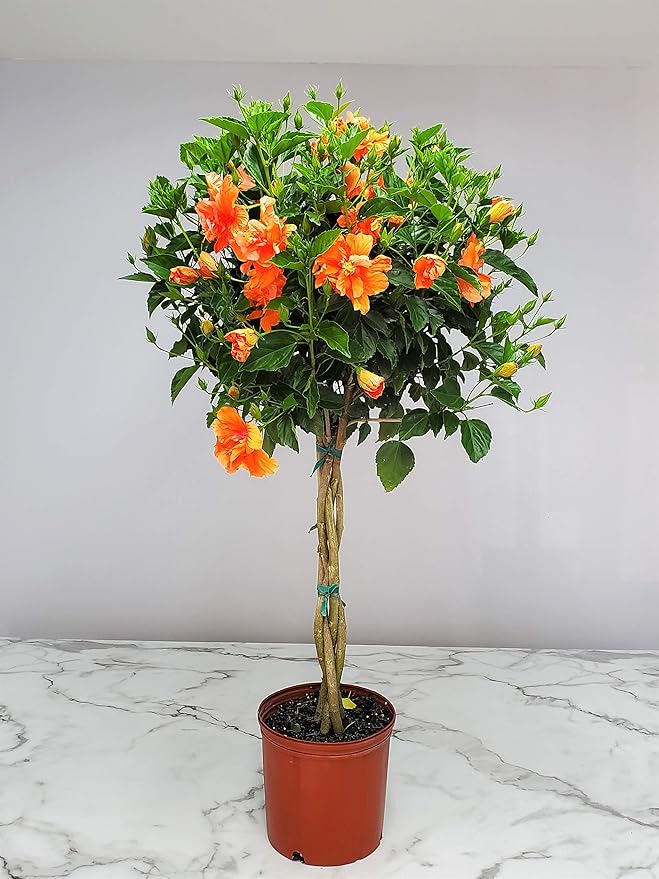 Braided Live Hibiscus Tree - Double Peach Flower - Tropical Plants of Florida - Overall Height 38" to 44" (Plant Only)