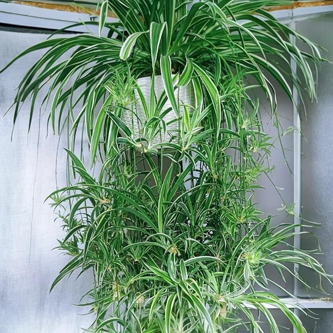 2 Reverse Variegated Spider Plant Cuttings – Fast-Growing Indoor Houseplants, Air-Purifying Hanging Basket Greenery