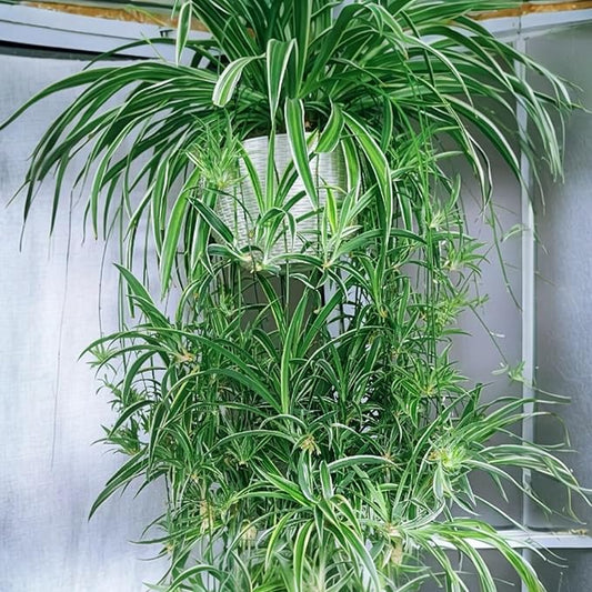 2 Reverse Variegated Spider Plant Cuttings – Fast-Growing Indoor Houseplants, Air-Purifying Hanging Basket Greenery