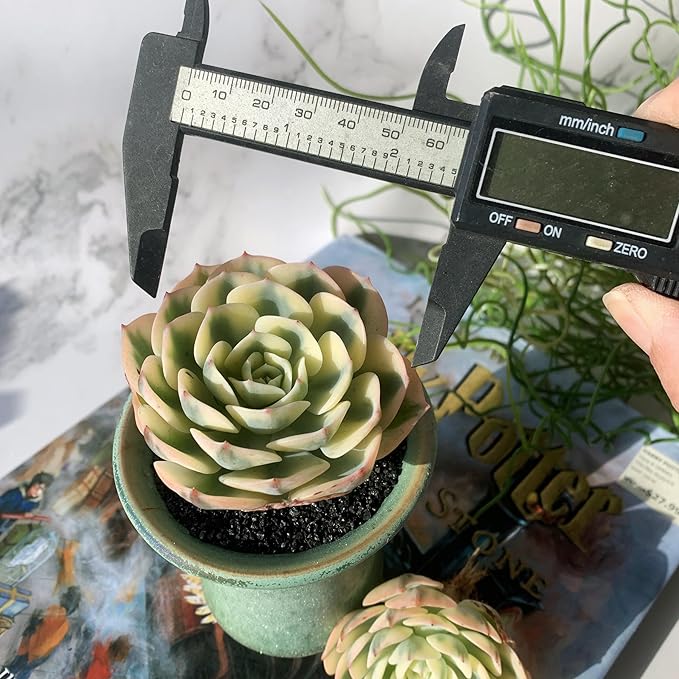 Echeveria Secunda VAR. Glauca Variegated Rare Live Succulent Plants, 2.5" Bare Root Without Pot & Soil, Garden Indoor Office Desk Baby Shower Decoration, Friend Plant Lovers Gifts